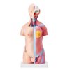 VEVOR Human Body Model, 23 Parts 18 inch, Human Torso Anatomy Model Unisex Anatomical Skeleton Model with Removable Organs