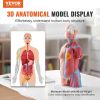 VEVOR Human Body Model, 23 Parts 18 inch, Human Torso Anatomy Model Unisex Anatomical Skeleton Model with Removable Organs